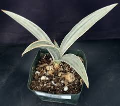Image result for Sansevieria metallica