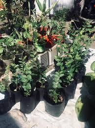 Kenali jenis dan khasiat daun bidara saung sehat. Kenali Pokok Bidara Dan Khasiatnya