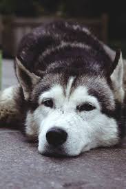 kopek dunyasi adli kullanicinin 2021 satilik husky fiyatlari panosundaki pin husky kopek sibirya kurdu