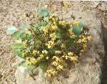 Image result for Pterocarpus tinctorius