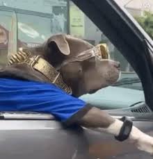Dog In Car Gifs Tenor