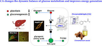 (when one molecule of glucose is respired). Cinnamaldehyde Changes The Dynamic Balance Of Glucose Metabolism By Targeting Eno1 Sciencedirect