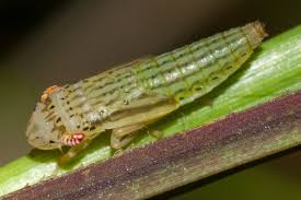 Image result for Gilgiochloa indurata