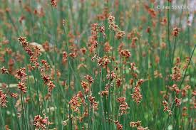 Image result for Schoenoplectus muricinux