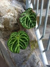 We did not find results for: Velvet Aroids The Variegated Thumb