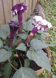 Check spelling or type a new query. Flowerphotochallenge Purple Angel S Trumpet Steemit