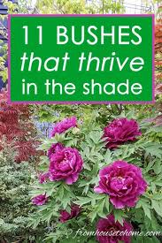 Shade Loving Shrubs 15 Beautiful Bushes To Plant Under Trees Gardening From House To Home In 2020 Shade Loving Shrubs Plants Under Trees Shade Garden