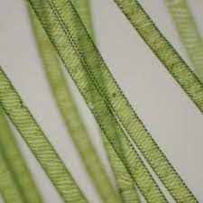 We did not find results for: Spirogyra Microbiology Biology Microorganisms