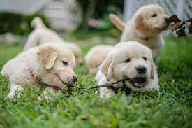 seriose golden retriever zuchter finden goldenr de