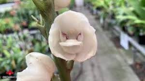Image result for Habenaria afra