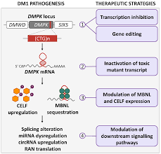 IJMS | Free Full-Text | Molecular Therapies for Myotonic Dystrophy Type 1:  From Small Drugs to Gene Editing