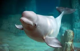 Wenn ihr dies einmal gemacht habt, werden die einzelnen schritte euch schon beim zweiten mal sicherlich fast wie von selbst von der. Weisswal Oder Beluga Auffalliger Bewohner Des Polarmeers Das Tierlexikon