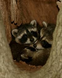 Maybe you would like to learn more about one of these? Raccoon Wildlife Illinois