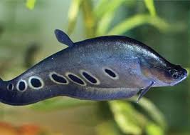 Ikan air tawar ini terkenal dengan gizinya, terutama karena kaya fosfor. 10 Jenis Ikan Air Tawar Paling Populer Mana Favoritmu