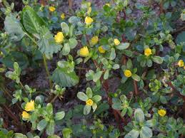 Image result for Portulaca oleracea