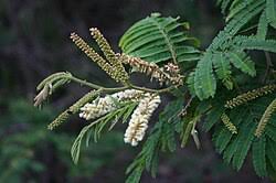 Image result for Acacia ataxacantha