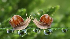Los cuidados clave para tener un caracol como mascota