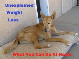 Unexplained Weight Loss In Dogs What You Can Do At Home Pethelpful By Fellow Animal Lovers And Experts