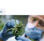 HPLC Vs. CPC for Cannabis Testing - Microlit USA