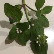 Image result for Richardia brasiliensis