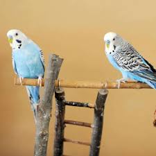Naturally, the species is green and yellow with black, scalloped markings on the nape, back, and wings. Was Wellensittiche Wirklich Glucklich Macht Tiere