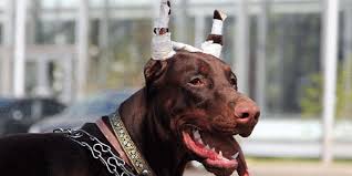 Maybe you would like to learn more about one of these? Castro Valley Animal Hospital Where Animals Are People Too State Of The Art Full Service Routine Preventative And Emergency Animal Hospital Open 24 Hours 365 Days