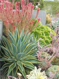 Landscape Roger S Gardens Succulent Landscape Design Succulent Garden Design Succulent Landscaping