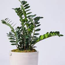 Zz Plant Plants Cool Plants Large Flower Arrangements