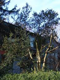 Hat Racking Hollies Scott Arboretum