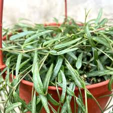 Image result for Ceropegia gracilior