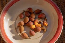 Image result for Dialium guineense