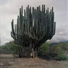 This might not be the coolest time of year to visit the tallest cactus in the world, but you can't miss it if you head to the sonora desert in baja california, mexico where, according the guiness world records 2007 edition, the tallest of the tall cardon (pachycereus pringlei) measured 63 feet (19.2 m) in april. The World S Tallest Species Of Cactus Is Native To Northwestern Mexico In The States Of Baja California Baja California Sur And S Cactus Plants Cactus Garden