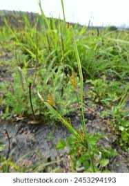 Image result for Cyperus tenuiculmis