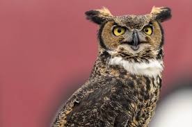 Temple president: Price hike could force Owls out of the Linc