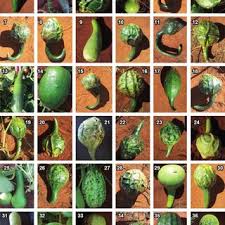 Image result for Lagenaria rufa