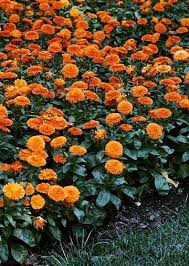 Candyman Orange Calendula Orange Flowering Plants Fall Flowers Garden Summer Flowers Garden