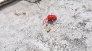 Image result for Trombicula autumnalis bites