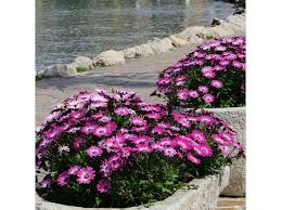 Image result for paprskovka obrázek