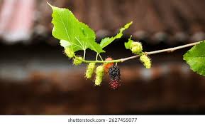 Image result for Morus indica