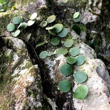 Image result for Melolobium microphyllum