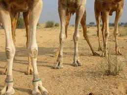 The food that makes a loud noise in the mouth when chewed is c. Pin On I Brake For Camels