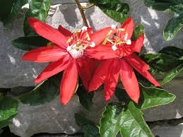 Image result for Passiflora vitifolia