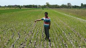 Perubahan Iklim Ternyata Berdampak Pada Kedaulatan Pangan Mongabay Co Id