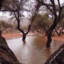 الصورة الأولى في المسابقة 22 يناير 2014م التعليق الفائز للعضوة المتميزة لبنى التميمي هو لقاء country roads road tree