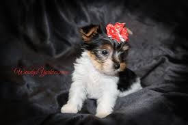 Click here to view the entire list of new puppies. Female Teacup Yorkie Puppies For Sale In Tx Wendys Yorkies