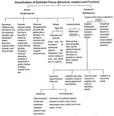 Animal Tissues Epithelial Connective Muscular And Nervous