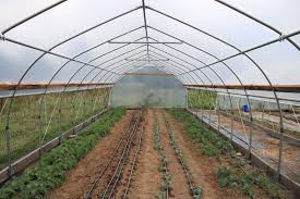 Innovative winter CSA models lead to summer member retention