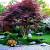 Indoor Decorative Trees