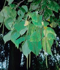 We did not find results for: Catalpa Worms Boost Summer Fishing Arkansas Game And Fish Commission News And Alerts