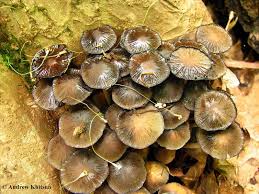 Image result for Coprinus micaceus